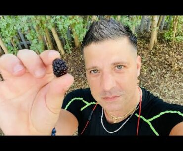 Why Are Blackberries So Good For You