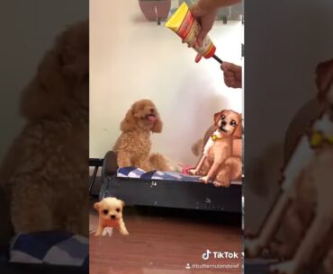 My furbabies taking their Vitamins & Supplements