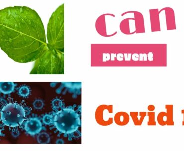 Basil Leaves Helps To Prevent Coronavirus Covid 19 ||  Immunity Boost Drink || Tulsi Tea