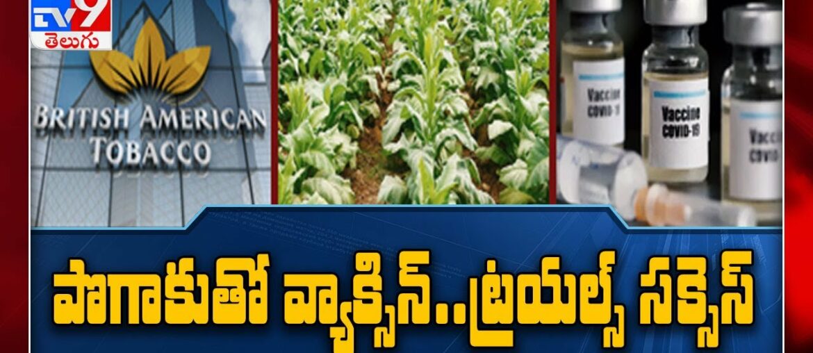 British American Tobacco says it's awaiting FDA permission to start COVID 19 vaccine trials - TV9
