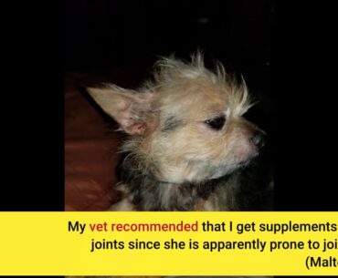 Dog Vitamin and Supplement: Probiotics for Gut Health & Immune Support, Glucosamine, Omega 3 Fi...