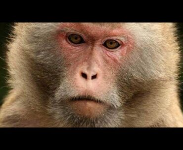 Monkeys develop immunity with vaccine after Covid-19 infection, studies show