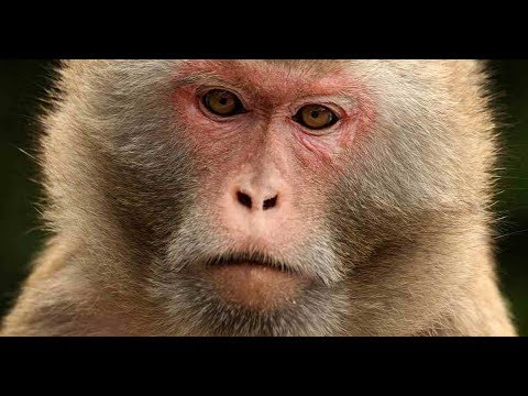 Monkeys develop immunity with vaccine after Covid-19 infection, studies show