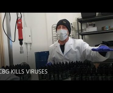 CBG Boosts the immune system