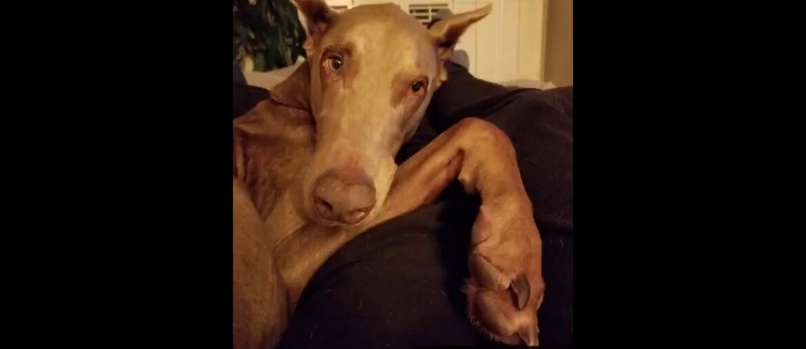 Petlab Co. Multivitamin Chews  Chewable Dog Treats Supplement, Packed Vitamins to Promote A He...