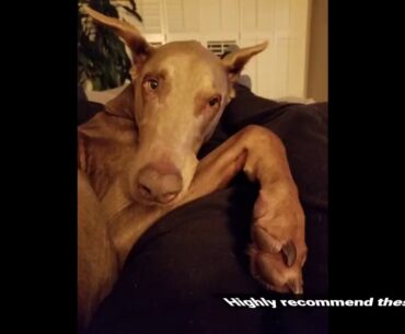 Petlab Co. Multivitamin Chews  Chewable Dog Treats Supplement, Packed Vitamins to Promote A He...