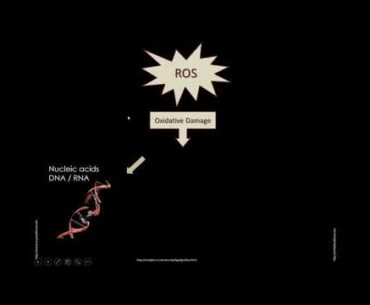 Trace Minerals and Their Role on the Immune Response to Vaccination in Cattle