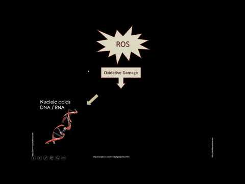 Trace Minerals and Their Role on the Immune Response to Vaccination in Cattle