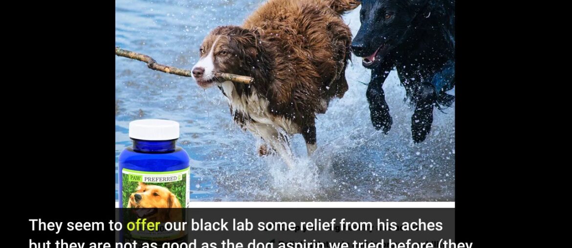 Premium Canine Glucosamine Chondroitin with MSM for Dogs, Great All Natural Beef Liver Chews Su...