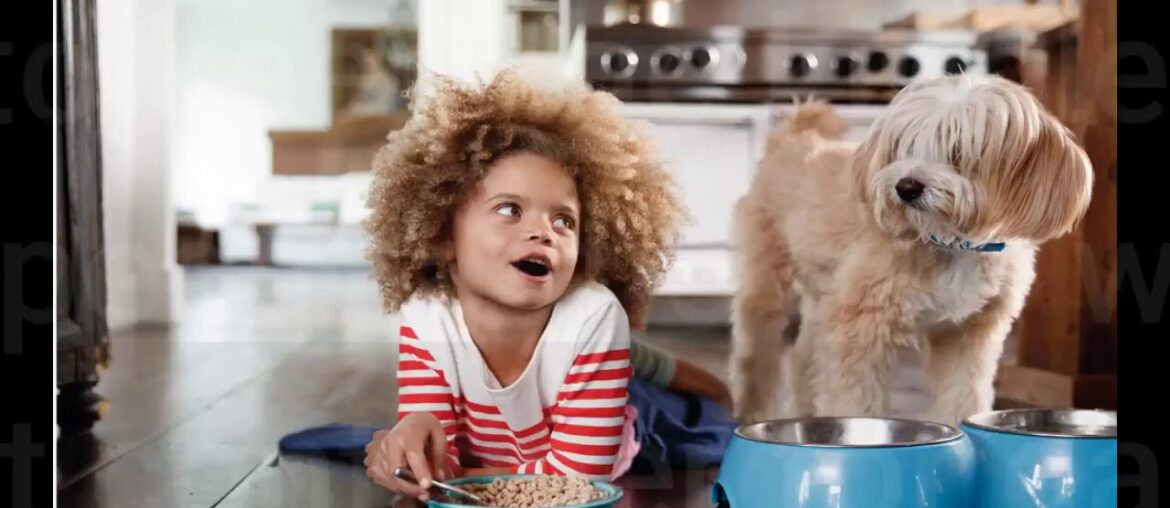 Chicken Soup for the Soul Pet Food CHICKEN SOUP FOR THE SOUL Adult Dog Food, Chicken, Turkey &...