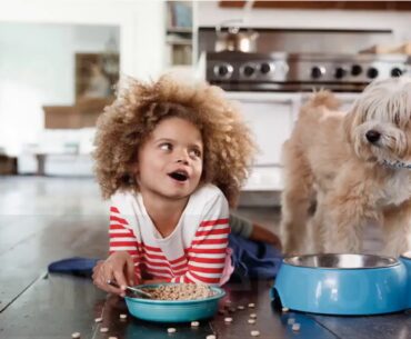 Chicken Soup for the Soul Pet Food CHICKEN SOUP FOR THE SOUL Adult Dog Food, Chicken, Turkey &...