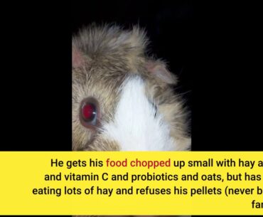 Oxbow Critical Care Apple/Banana Pet Supplement, 1-Pound