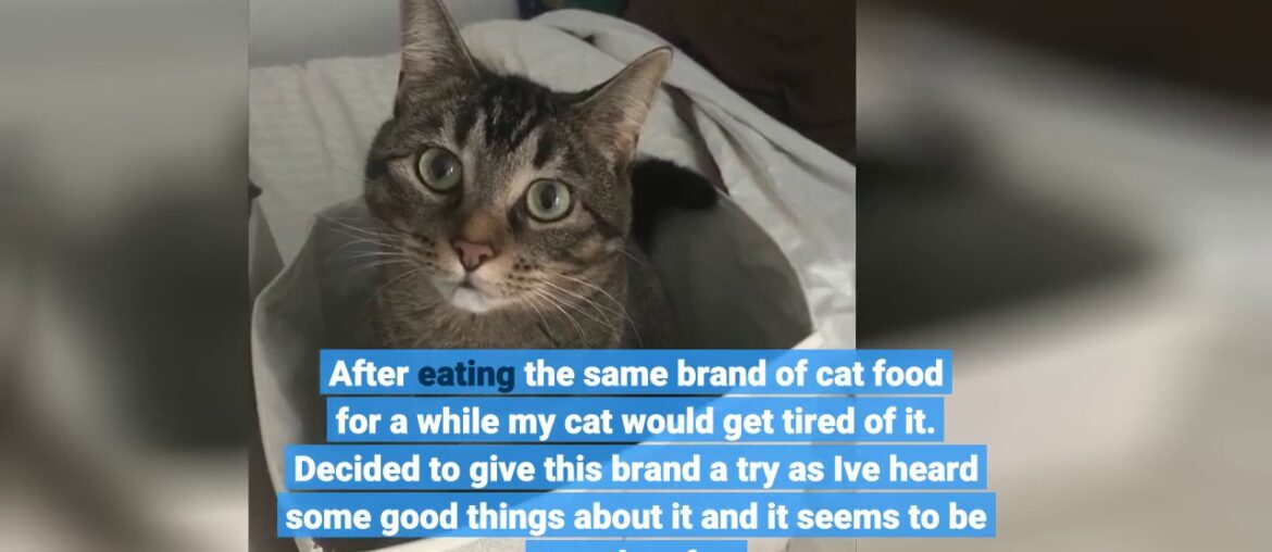 Rachael Ray Nutrish Indoor Complete Natural Dry Cat Food, Chicken with Lentils & Salmon, 14 lbs