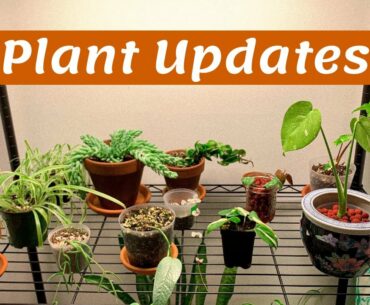 Plant UPDATES | Propagation Box, Thai Constellation, Etc.