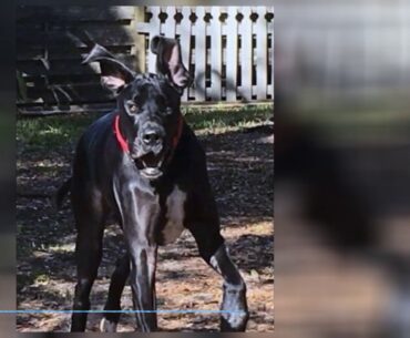 Greenies Mint Treats for Dogs - Regular - 12oz