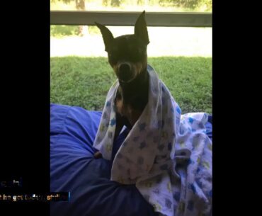 Royal Canin Small Puppy Dry Dog Food, 13 Lb.