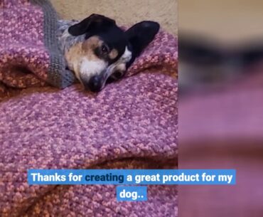 PetHonesty 10 in 1 Dog Multivitamin with Glucosamine - Essential Dog Vitamins with Glucosamine...