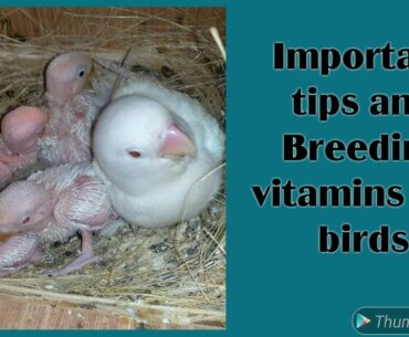 Some important tips & breeding vitamins for birds