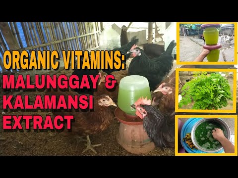 HOW TO MAKE ORGANIC VITAMINS FOR FREE RANGE CHICKEN | MALUNGGAY & CALAMANSI EXTRACT