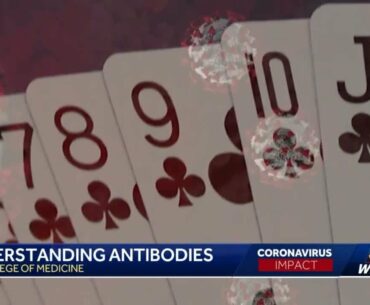 UC College of Medicine explains COVID-19 antibodies