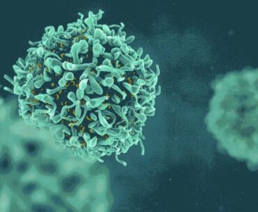 Activation of T Cells Helper and Cytotoxic