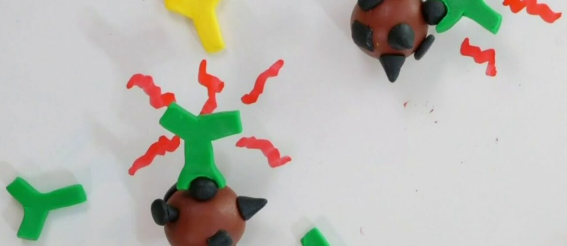 Here's how antibodies defend against viruses in the human body