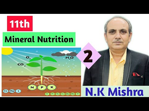 11th || Mineral Nutrition || part 2 by N.K Mishra sir || Mishra Classes ||
