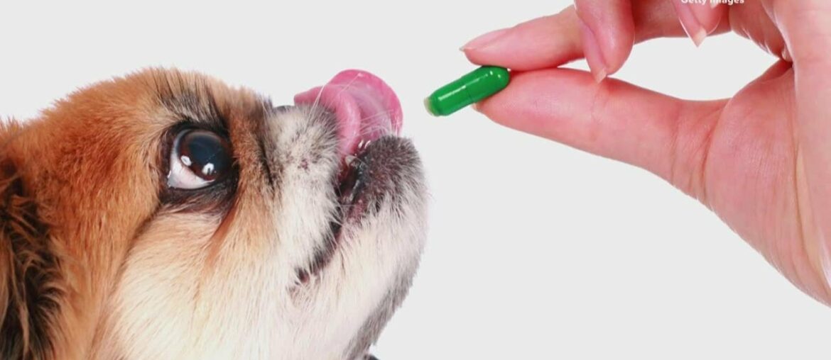 Bentley and Friends: pet vitamins and supplements