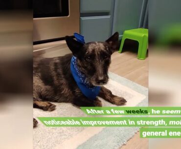 Hip & Joint Supplement for Dogs - Hemp Oil Infused Soft Chews Dog Treats w/Glucosamine, Turmeri...