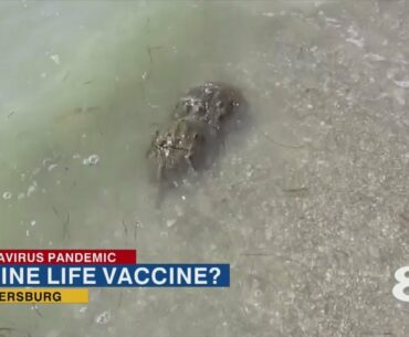 Horseshoe crab blood is key to making a COVID-19 vaccine