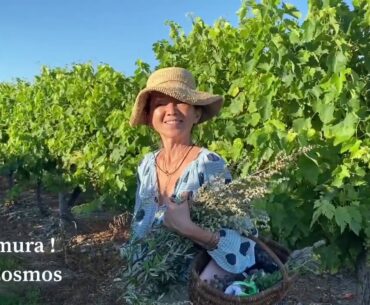 Summer harvest // Baume Artemesia & Blackberry Jam