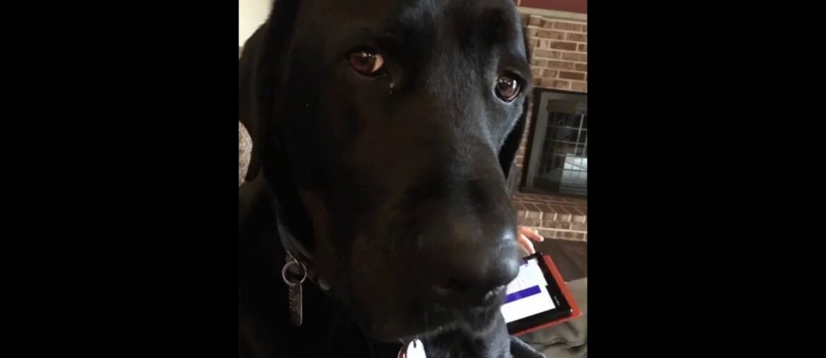 Hill's Science Diet Dry Dog Food, Adult, Large Breed, Light for Weight Management, Chicken Meal...