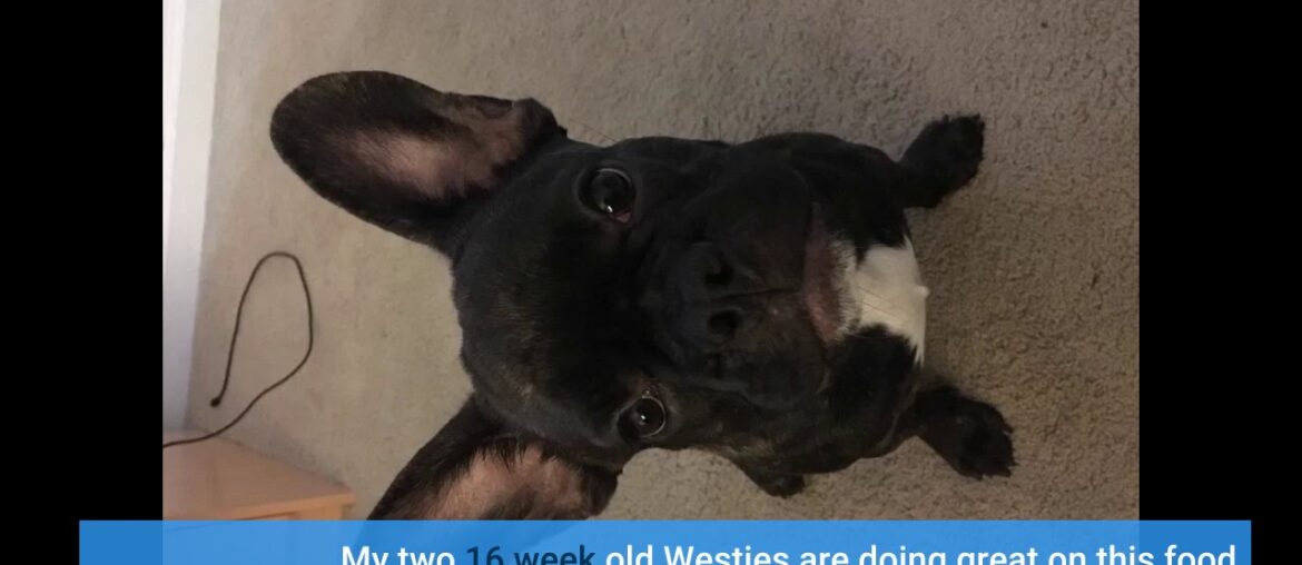 Hill's Science Diet Puppy Small Bites Chicken Meal & Barley Recipe Dry Dog Food, 4.5 lb Bag