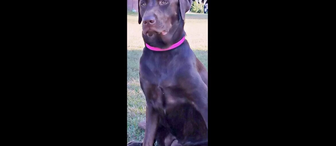 Purina Pro Plan with Probiotics Dry Dog Food, Savor Shredded Blend Chicken & Rice Formula - 47...