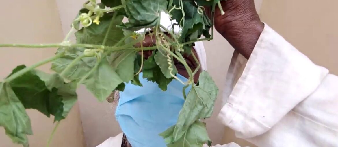 Musumusakkai herb boost immunity against COVID-19.