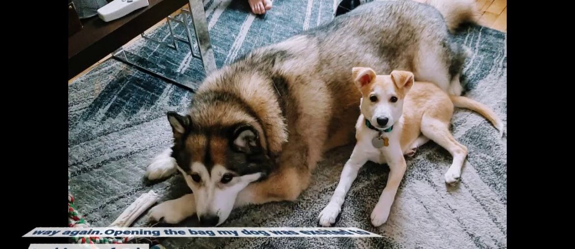 IAMs Proactive Health Dry Food for Dogs - Adult - Weight - 13.2kg