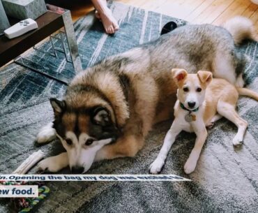 IAMs Proactive Health Dry Food for Dogs - Adult - Weight - 13.2kg