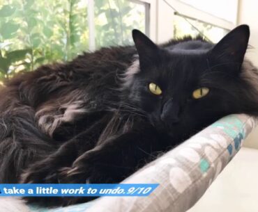 Sheba Perfect PORTIONS Wet Cat Food Cuts in Gravy Roasted Chicken, Gourmet Salmon, Tender Turke...