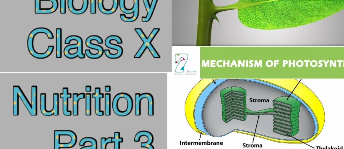 Part 3||Nutrition||Class X||Nutrition in amoeba, paramecium and humans||Malnutrition||Vitamins||