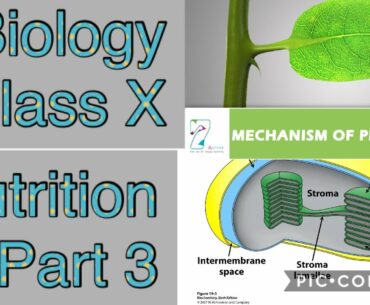 Part 3||Nutrition||Class X||Nutrition in amoeba, paramecium and humans||Malnutrition||Vitamins||