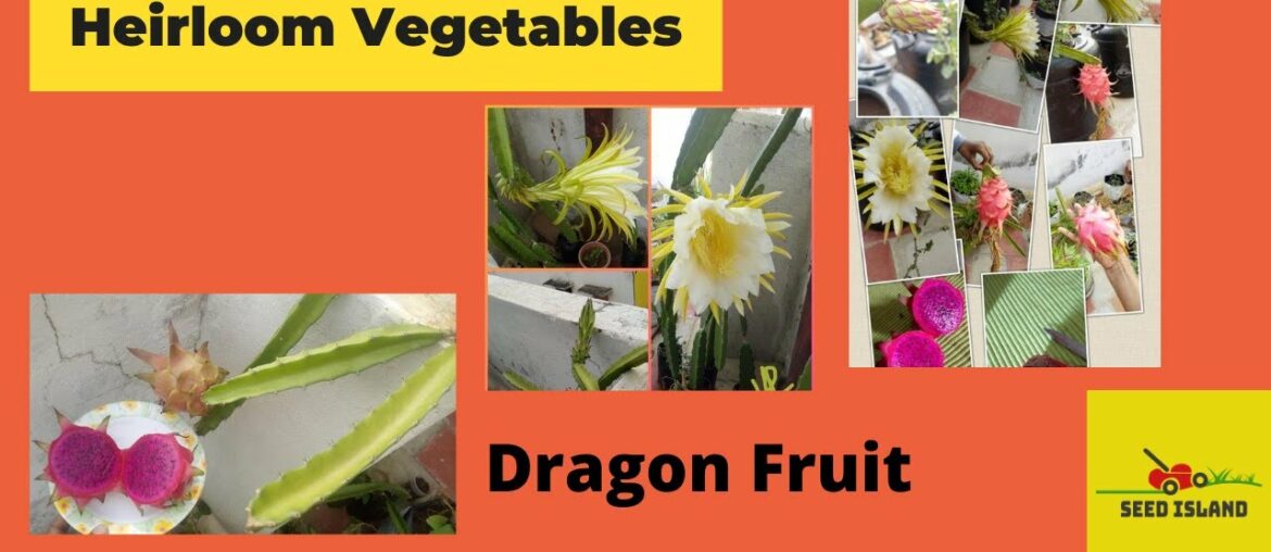 Heirloom Vegetables | Dragon Fruit |
