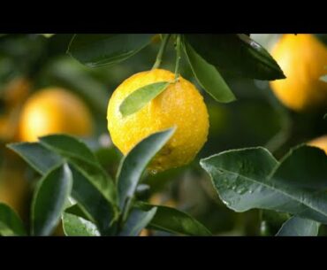 Here's why you should include lemon in your daily diet!