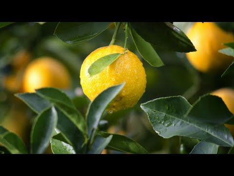 Here's why you should include lemon in your daily diet!