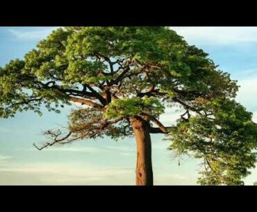 Workout in nature ( Workout in Green Natural Environment )