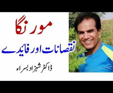 Moringa: benefits and adverse effects