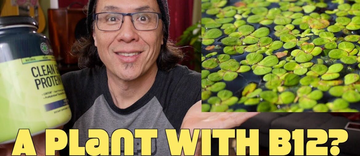 Vitamin B12 Discovered In Duckweed Plant!