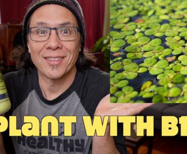 Vitamin B12 Discovered In Duckweed Plant!