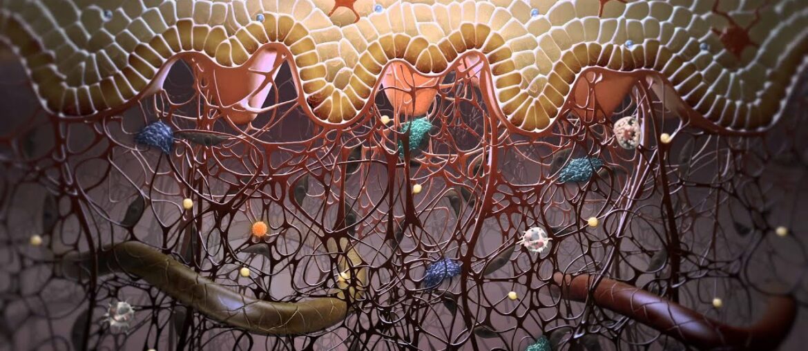 Immunology in the skin