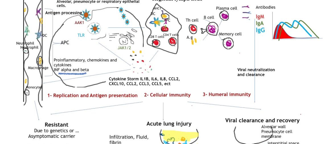 COVID19#2:  Host Immune Response and Diagnosis