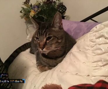 Blue Buffalo Wilderness High Protein Grain Free, Natural Adult Indoor Dry Cat Food, Chicken 11-...